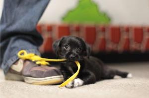 puppy-eating-shoelace