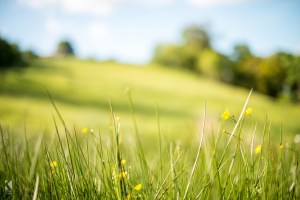 spring-field-haworth
