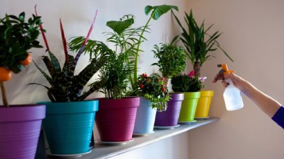indoor-plants